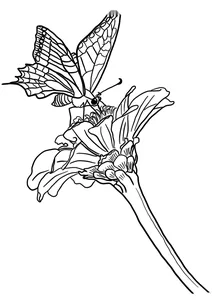 Метелик на квітці