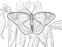Метелик-віце-король (limenitis archippus)