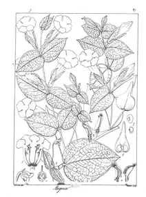 Meyenia houtayniana