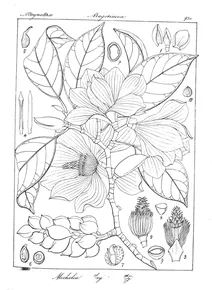 Michelia nilagirica