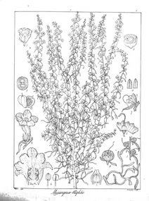 Micrargeria wightii