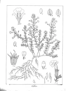 Micromeria biflora