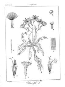 Microrhyncus glabra та lactuca sactuca