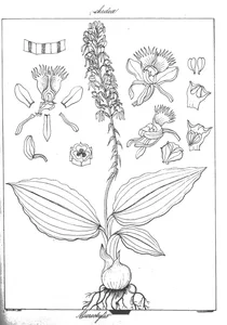 Microstylis luteola
