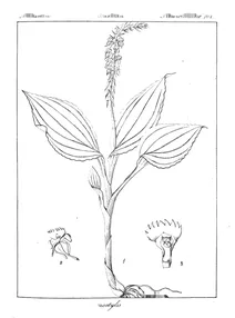 Microstylis rheedii