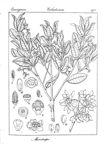 Microtropis microcarpa