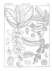 Microtropis ramiflora