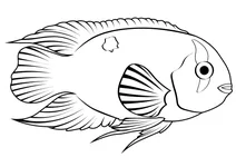 Мідасова цихліда (amphilophus citrinellus)