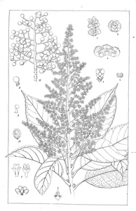 Millingtonia pungens