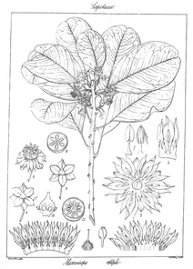 Mimusops indica