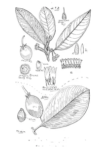Mimusops parvifolia та mimusops browniana