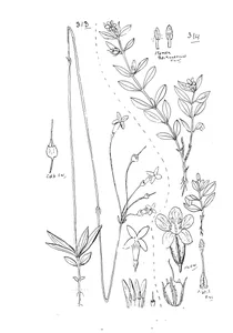 Mitrasacme elata та logania pusilla