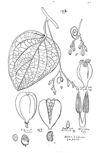 Modecca australis