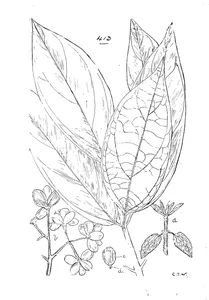 Mollinedia subternata