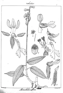 Monochilus affine