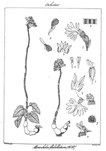 Monochilus flabellatum
