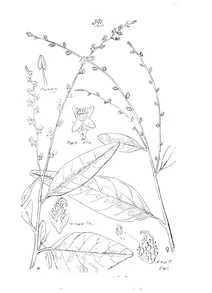 Monococcus echinophorus