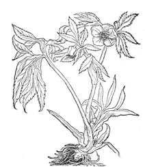 Морозник чорний (helleborus niger)
