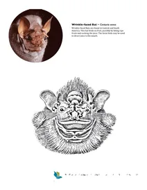 Морщинистий кажан — centurio senex
