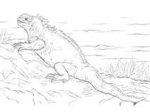 Морська ігуана