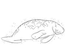 Морська корова