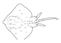 Морська лисиця (raja clavata)
