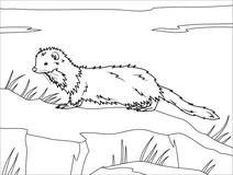 Морська норка