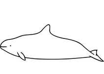 Морська свиня далла