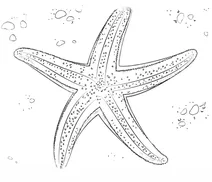 Морська зірка