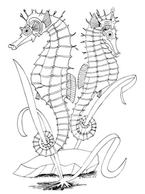 Морські коники