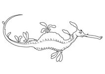 Морський дракон (phyllopteryx taeniolatus)