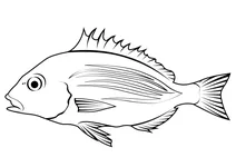 Морський карась панга (pterogymnus laniarius)