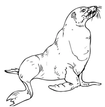 Морський лев