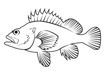 Морський окунь алеутський (sebastes aleutianus)