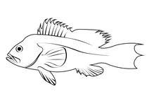 Морський окунь чорний (centropristis striata)