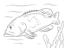 Морський окунь
