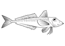 Морський півень червоний (chelidonichthys cuculus)