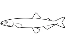 Мойва (mallotus villosus)