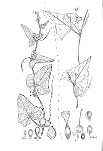 Mukia scabrella та melothria cunninghamii
