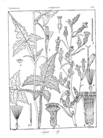 Mulgedium neilgheryense
