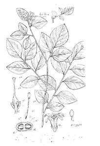 Murraya exotica