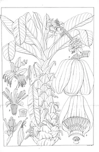Musa superba