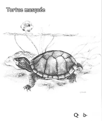 Мускусна черепаха