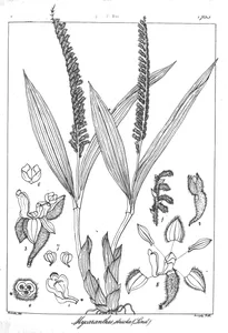 Mycaranthes stricta