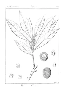 Myrica integrifolia