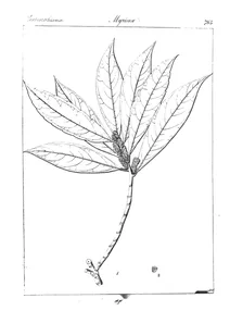 Myrica integrifolia roxb