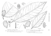Мирістіка (myristica)