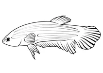 Мирна бетта (betta imbellis)
