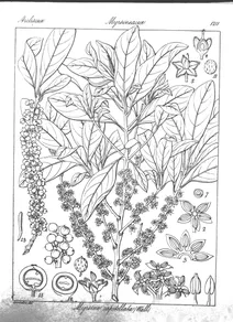 Myrsine capitellata