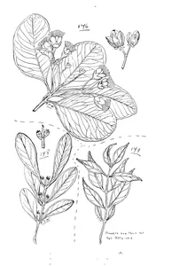 Миртові (myrtaceae)